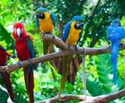Parrot Island